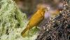 Extreme heat threatens tropical birds, even in untouched forests, scientists warn