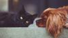 IPN agrees acquisition of French petfood business