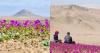 lifestyle A blooming garden in the 'driest' place on earth: Chasing Desierto Florido