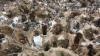 Is China responsible for the illegal extraction of mineral resources by its companies in Africa?