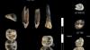 Two Ancient Human Species Coexisted In Ethiopia 2.6 Million Years Ago, One Possibly Unknown