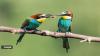 When birds chirp, scientists discover they might actually be talking to each other in code