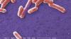 Scientists turn E. coli bacteria into a mercury sensor