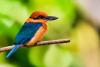 “The ultimate meddling”: What is assisted migration – and why is it so controversial among scientists?