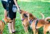 We love our dogs and cats. But are they bad for the environment?