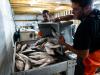 Scientists race to save Lake Michigan whitefish as invasive mussels, warming waters are wiping out population