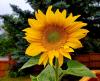 Sunflowers In Montana: A Blooming Environmental Solution