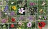 Science Jerusalem Post New Israeli website gets down to the roots of nature’s medicine chest