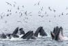 From sanctuary to shipping lane: LNG Canada tankers threaten B.C.'s whale haven