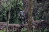 Congolese army battles convicted war criminal’s militia