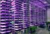 Researchers discover 'light recipe' that could help grow food in major cities: 'There is a growing need'