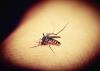Nigeria among eight African countries in trial of world’s first malaria drug for newborns
