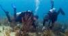 Corals keep cooking in climate-heated seas. These crossbreeds may keep hope alive