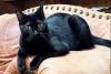 Science People Pet Cat in Florida Helped Scientists Discover New Virus Strain — and It’s Not the First Time the Feline Has Done It