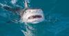 Tourist airlifted to hospital after being mauled by shark while spearfishing