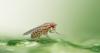 From scent to survival: The evolution of toxic food tolerance in Drosophila