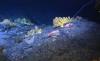 Cook Islands confronts critical questions on identity as debate on deep sea mining grows