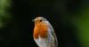 Gardeners urged to put out 1 food for robins as soon as they can