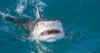 Tourist mauled by shark while spearfishing in the Bahamas