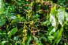 Coffee and fermentation: Scientists harness unripe cherries to reduce...