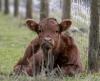 Cyprus Beef Deemed Safe Amid CJD Report in North