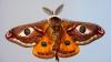 How Rising Temperatures Are Changing Moth Communities Across Finland