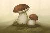 5 reasons to love Finnish porcini mushrooms