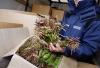 Greece seizes record amount of narcotic leaf