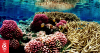 Hawaiian conservationists win legal battle to protect marine sanctuary