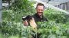 Do you need a lot of water to grow weed in Arizona? 