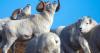 Alaska Fish & Game does well with ending Dall ram adventures