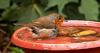 Gardeners urged to leave one food item out for robins in August