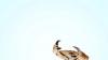 Science Popular Mechanics Animals Keep Evolving Into Crabs, Which Is Somewhat Disturbing