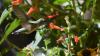 Hummingbirds make crucial stop in Alabama for fall migration season
