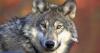National Park Service kills "food-conditioned" wolf on Isle Royale