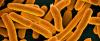 Scientists Have Just Created The Most Synthetic Life Form Ever