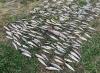 Minister for Agriculture, Food and the Marine urged to attend site of the ecological disaster on the Blackwater River