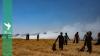 Syria: Food crisis concerns amid low wheat production, drought