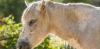 Emerging parasite threats in the UK and Ireland: the role of climate change and pet travel