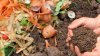 Registration opens for the 35th annual Organics Recycling Conference