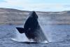 Argentina pushes pipeline exports through protected Patagonian waters