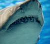 Just When You Thought It Was Safe to Spearfish In The Bahamas.