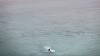 Shark attacks American in Bahamas: 'Severe injuries'