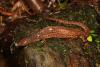 US proposes threatened listing for widely trafficked Borneo earless monitor