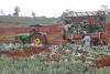 U.S. tariff hike puts Costa Rican pineapple industry on high alert