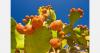 Cyprus prickly pears threatened by cochineal pest