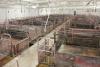 ASF Estonia: Recent outbreak wave costs 10% of its pigs