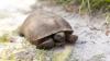 What to know about Florida's threatened gopher tortoises