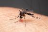 Guyana records 1st case of Oropouche Fever; over 12,000 cases in the C’bean