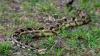 Tennessee hiker dies after snake bite. Does Illinois have venomous species?